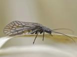 Alder fly - northeastwildlife.co.uk